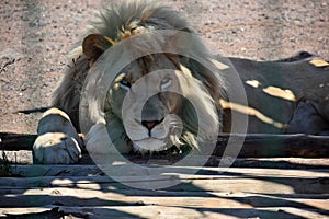 The lion king lies in the aviary and looks at the visitors