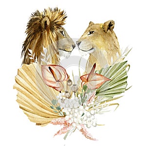 Lion King and lioness.  Watercolor animal big africa wildlife on isoleted white background. Hand drawn exotic love family big cat