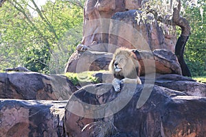 The Lion King, Lord of his domain