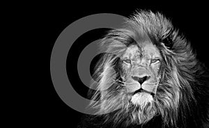 Lion king , Portrait Wildlife animal single. isolated black