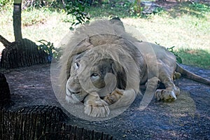 Lion king resting