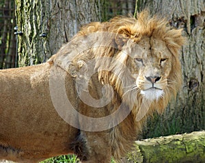 Lion king scowls at photographer