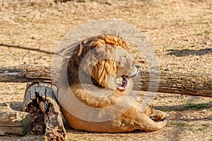 The Lion King is taking a rest