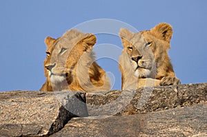 Lion Kings