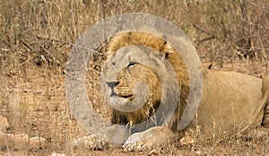 Lion in Kruger National Park