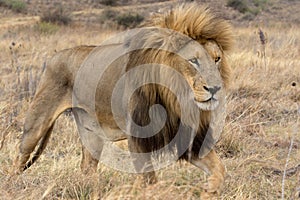 Lion Kruger National Park