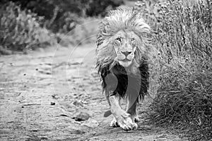 Lion in the Kruger national Park