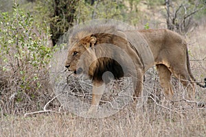 Lion in Kruger National Park