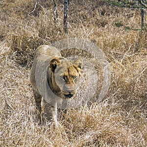 Lion in Kruger National park