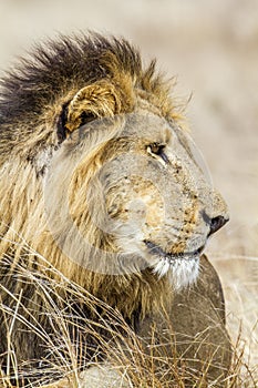 Lion in Kruger National park