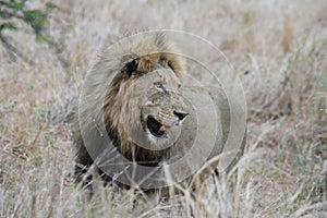 Lion in the Kruger National Park