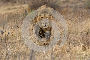 Lion Kruger National Park