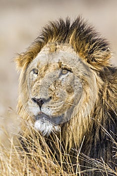 Lion in Kruger National park, South Africa