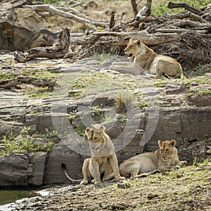 Lion in Kruger National park, South Africa