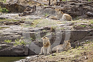 Lion in Kruger National park, South Africa