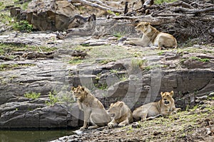 Lion in Kruger National park, South Africa