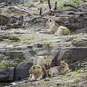 Lion in Kruger National park, South Africa