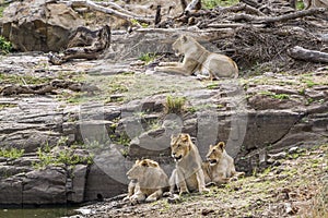 Lion in Kruger National park, South Africa