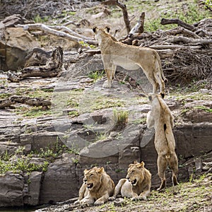 Lion in Kruger National park, South Africa