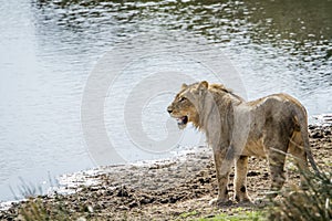 Lion in Kruger National park, South Africa