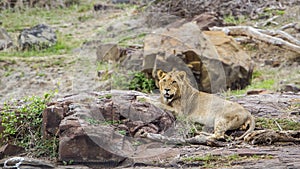 Lion in Kruger National park, South Africa