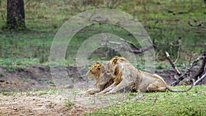 Lion in Kruger National park, South Africa