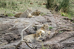 Lion in Kruger National park, South Africa