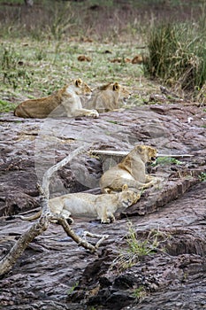 Lion in Kruger National park, South Africa