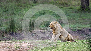 Lion in Kruger National park, South Africa