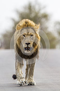 Lion in Kruger National park, South Africa