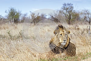 Lion in Kruger National park, South Africa