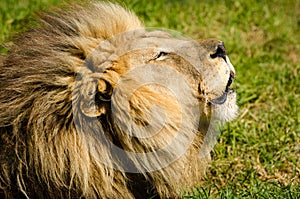 Lion Kruger National Park, South Africa