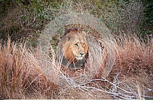 Lion, Kruger National Park, South African Republic