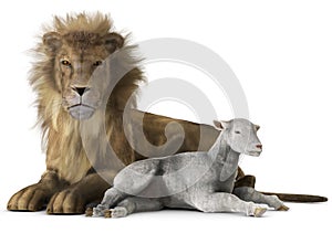 Lion and lamb photo