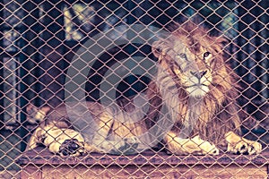 A lion in the large cage.