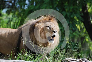 Lion with Large Fangs in His Mouth