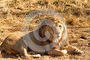 Lion laying in brown grass on a bright sunny day