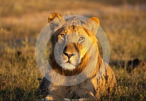 a lion laying down in the grass staring at the camera