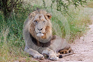 A Lion laying down on a road of Kruger Park South Africa