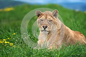 Lion laying in field of grass