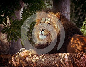 Lion laying in shade