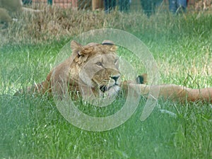 Lion laying in wait