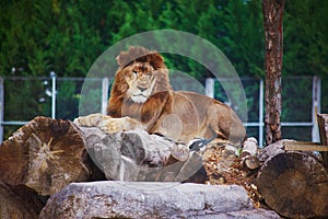 Lion lays and dazes at bird at zoo