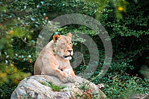 Lion lazily laying on a rock on a summer day