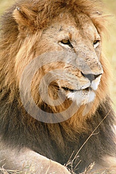 Lion lazing in the grass