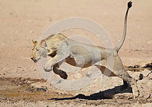 Lion leaping like a cat over water in the Kalahari