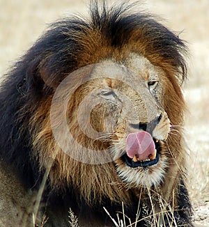 Lion Licking His Lips