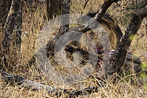 Lion licking his lips while eating his kill.