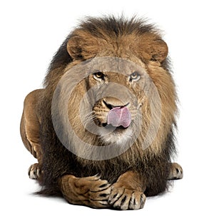 Lion licking lips, Panthera leo, 8 years old