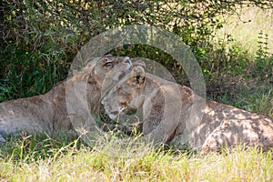 Lion licking sibling, young male lions cuddling together in shade of bush, Botswana